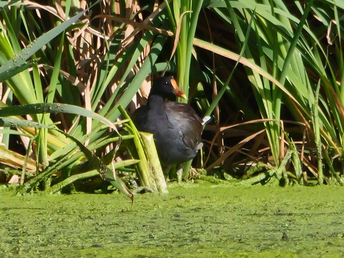Common Gallinule - ML640408611