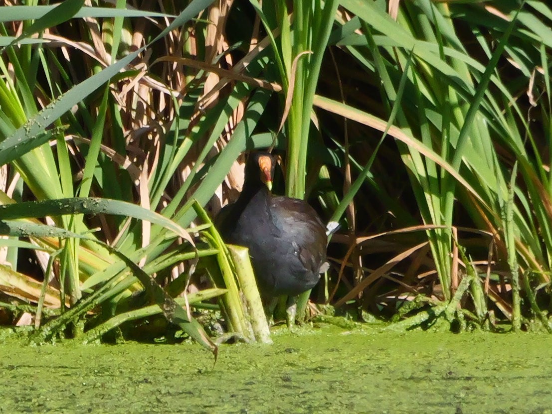 Common Gallinule - ML640408612