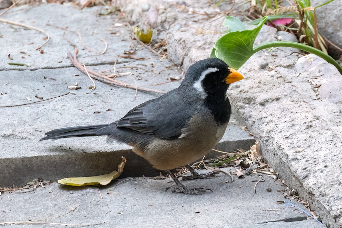 Golden-billed Saltator - ML640408638
