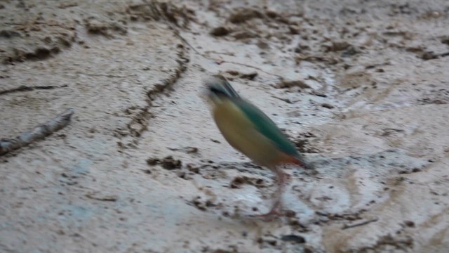 Bengalenpitta - ML640408641
