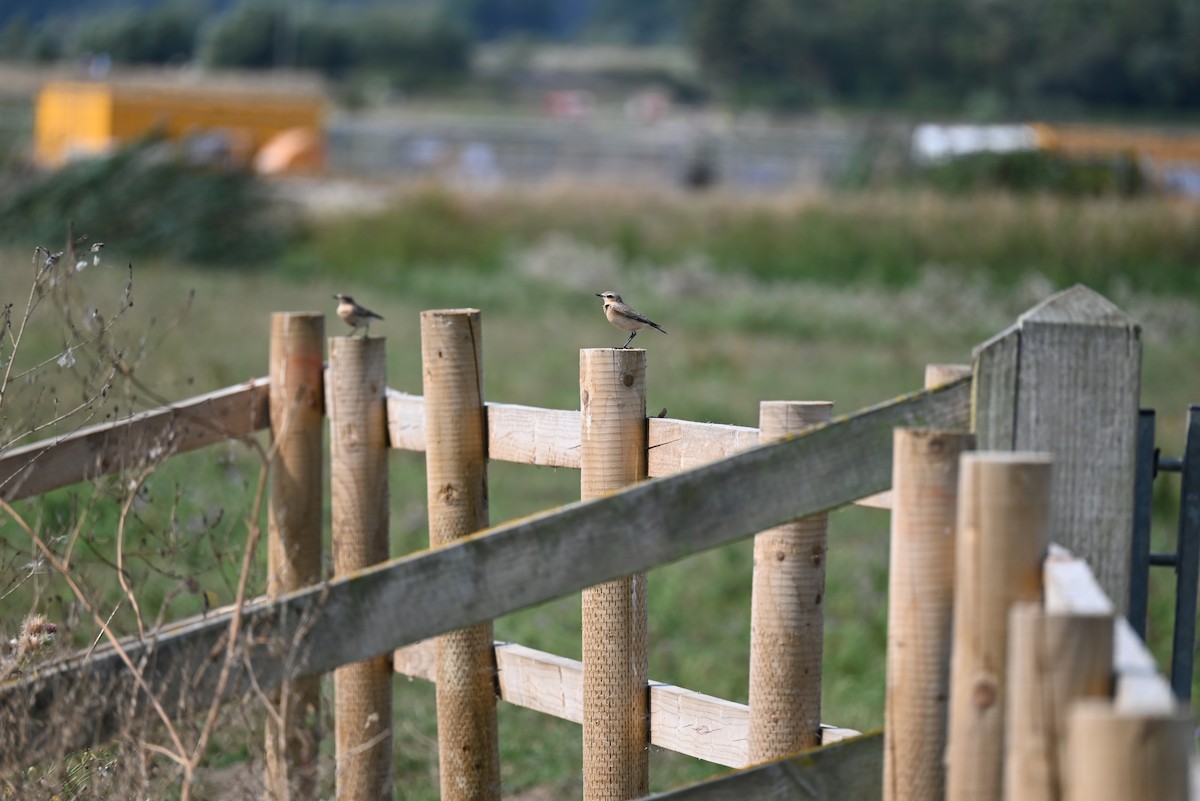 Northern Wheatear - ML640408643