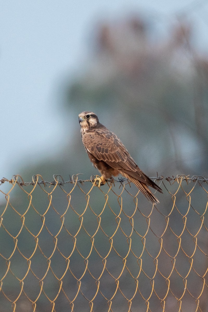 Laggar Falcon - ML640408660