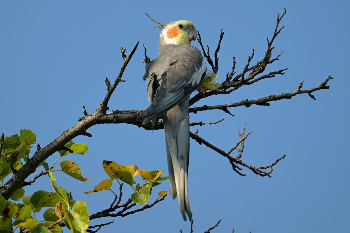 Nymphensittich - ML640408703