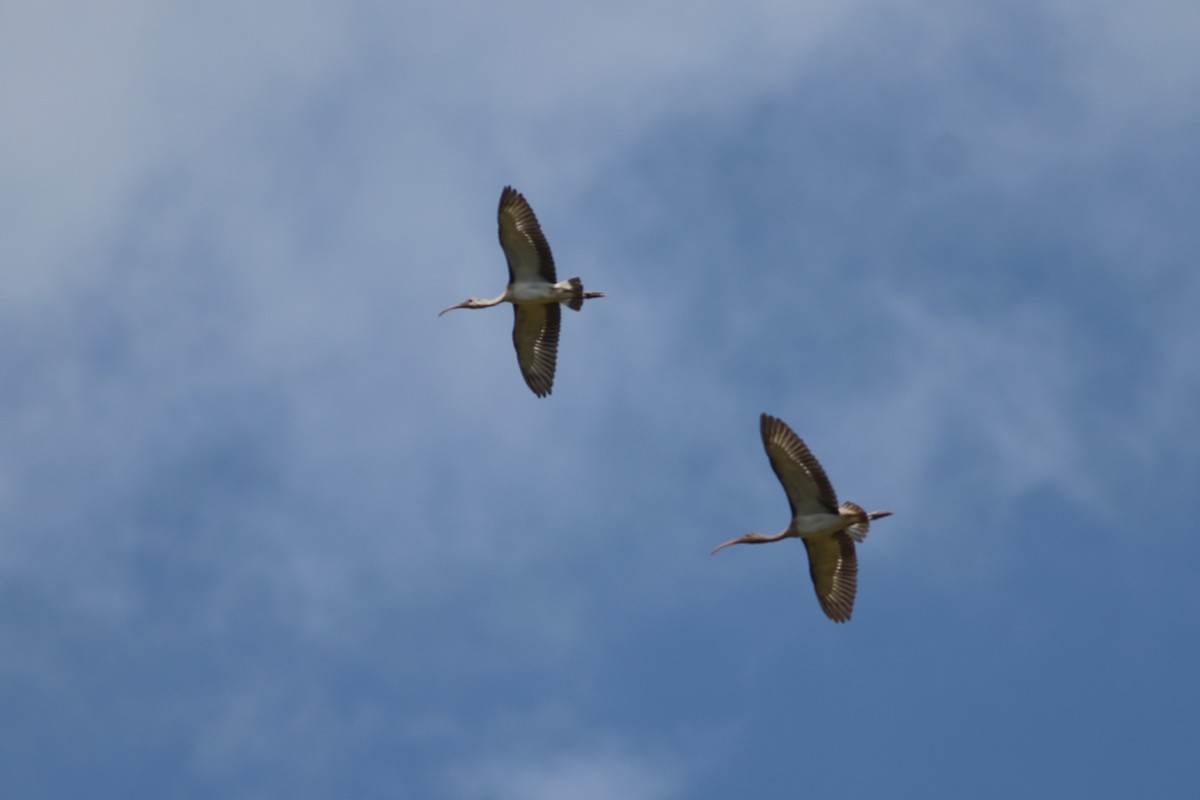 White Ibis - ML640408711