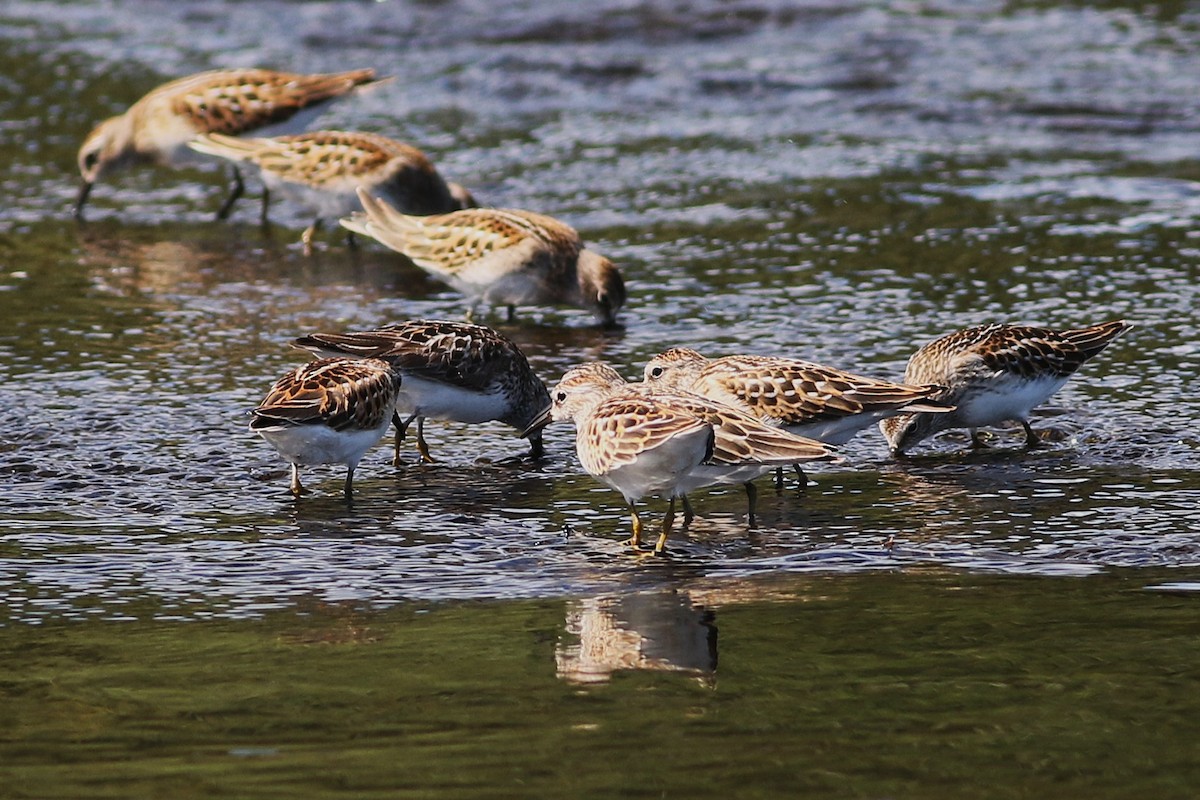 Least Sandpiper - ML640408756