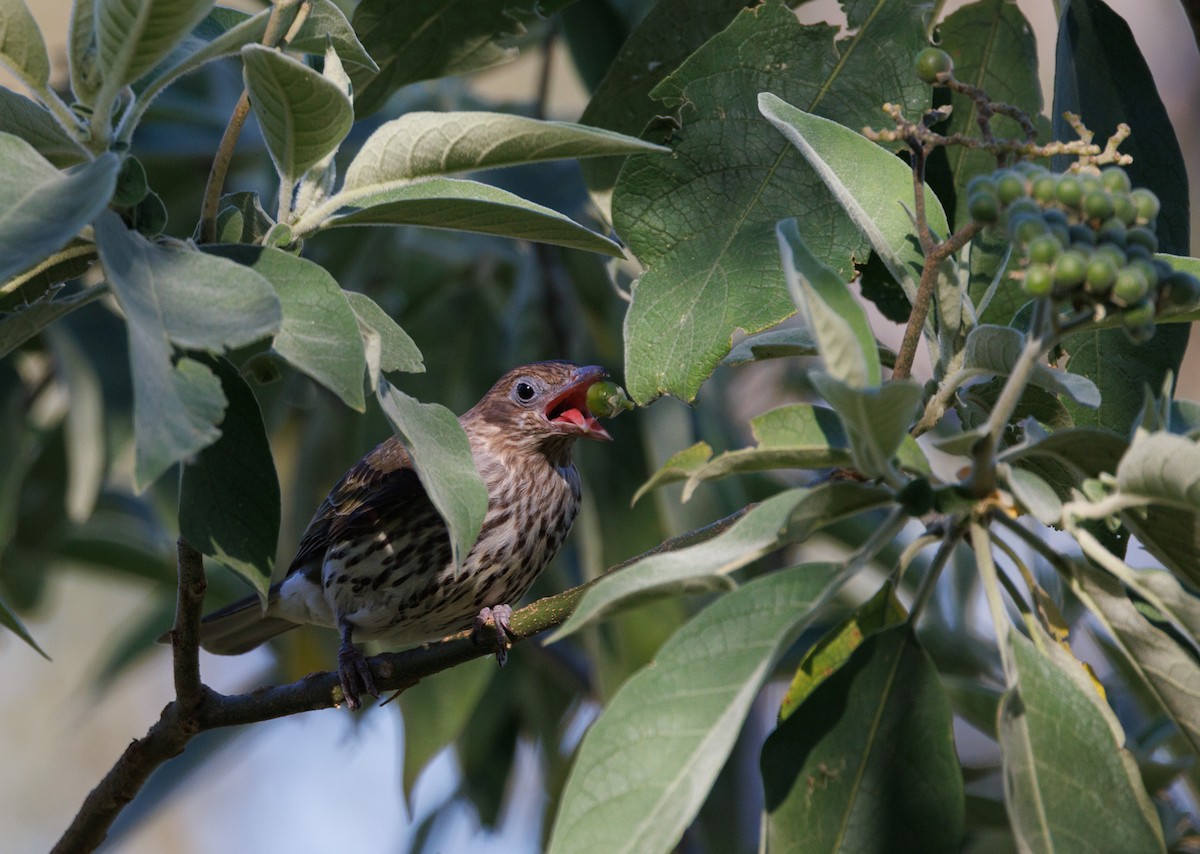 Australasian Figbird - ML640408787