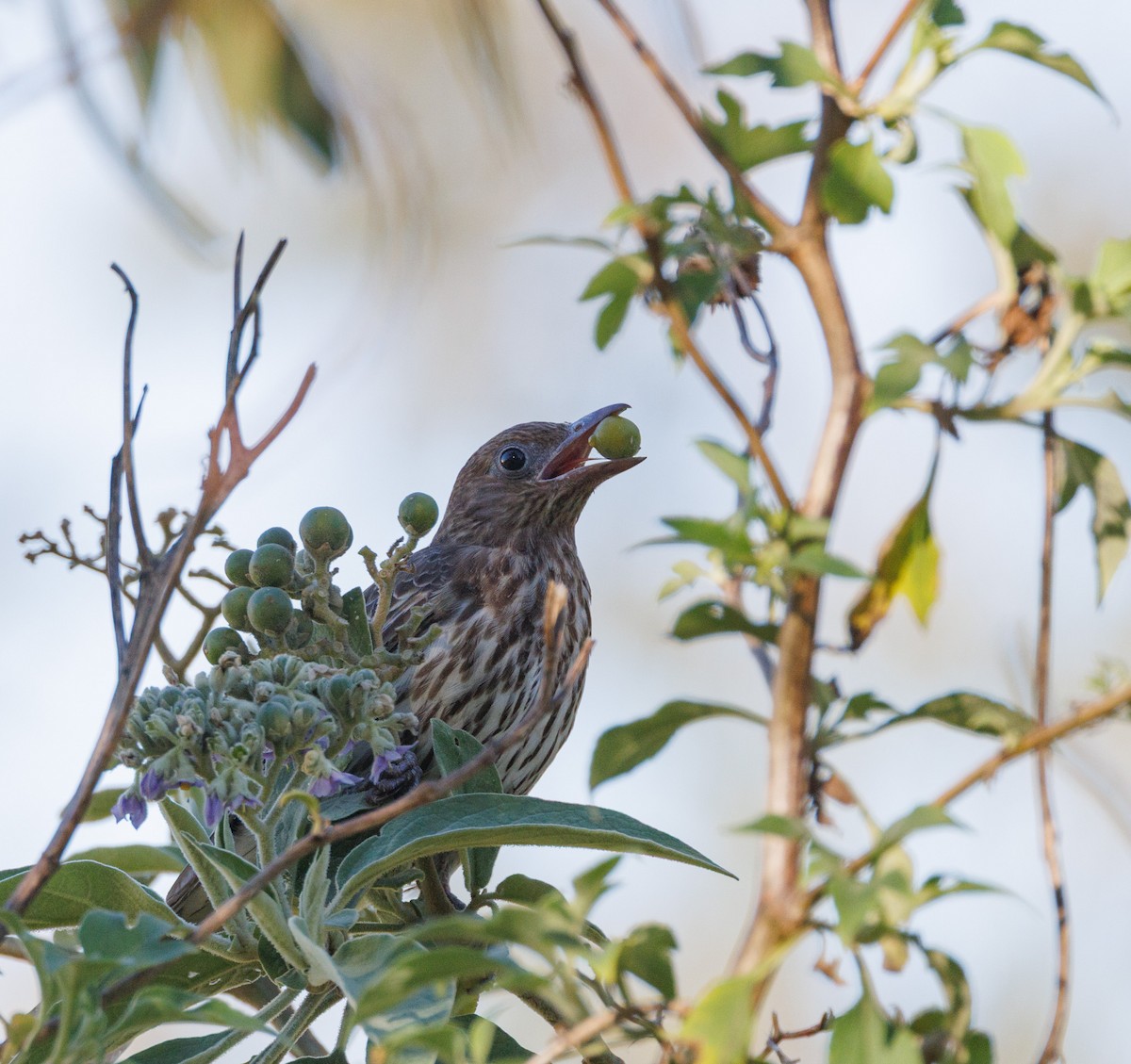 Australasian Figbird - ML640408788