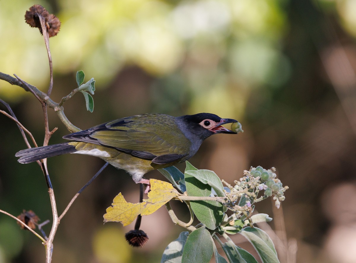 Australasian Figbird - ML640408789