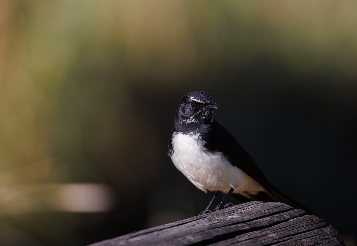 Willie-wagtail - ML640408808