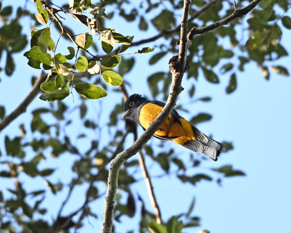 amazontrogon - ML640408823