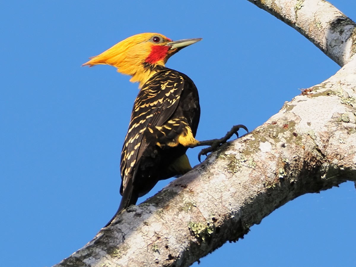 Blond-crested Woodpecker - ML640408849