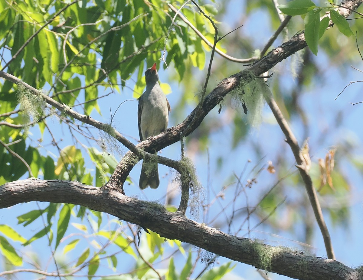 Timor Oriole - ML640408905