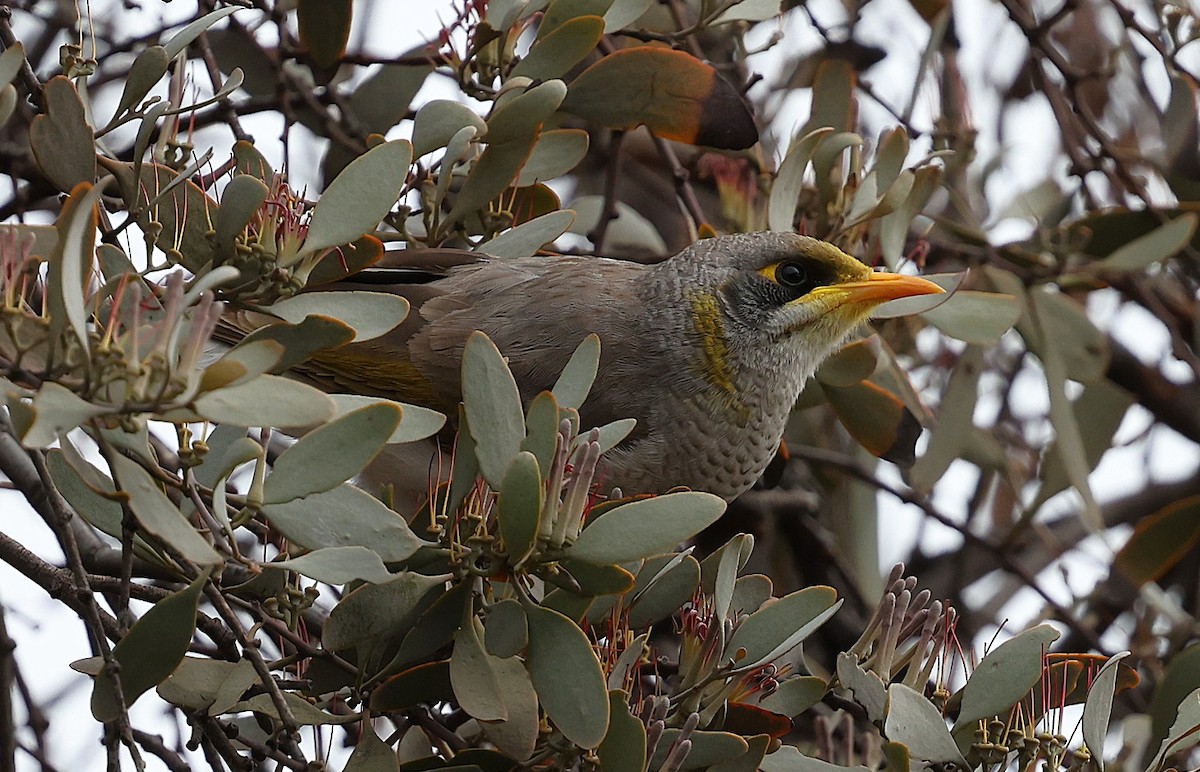 Yellow-throated Miner - ML640408934
