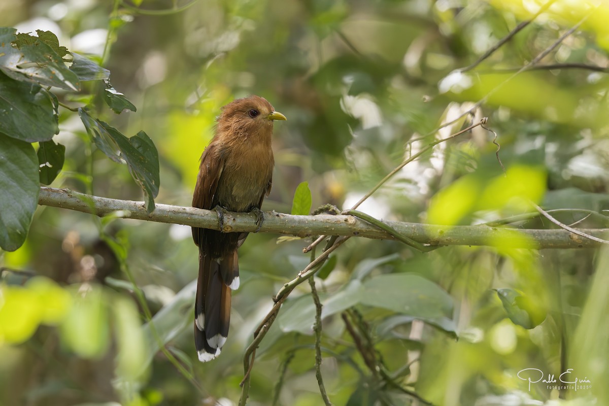 Little Cuckoo - ML640408938