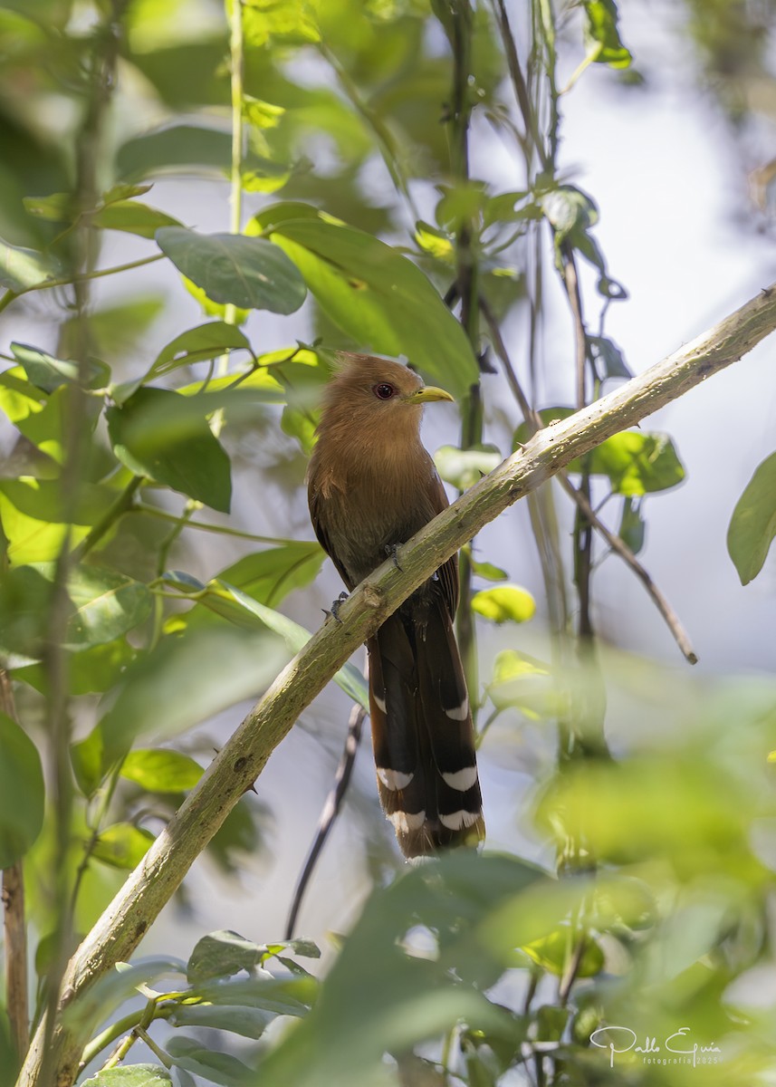 Little Cuckoo - ML640408940