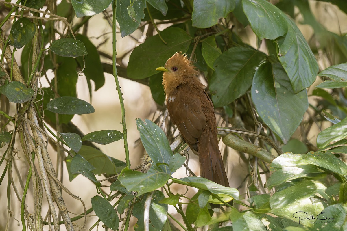 Little Cuckoo - ML640408941