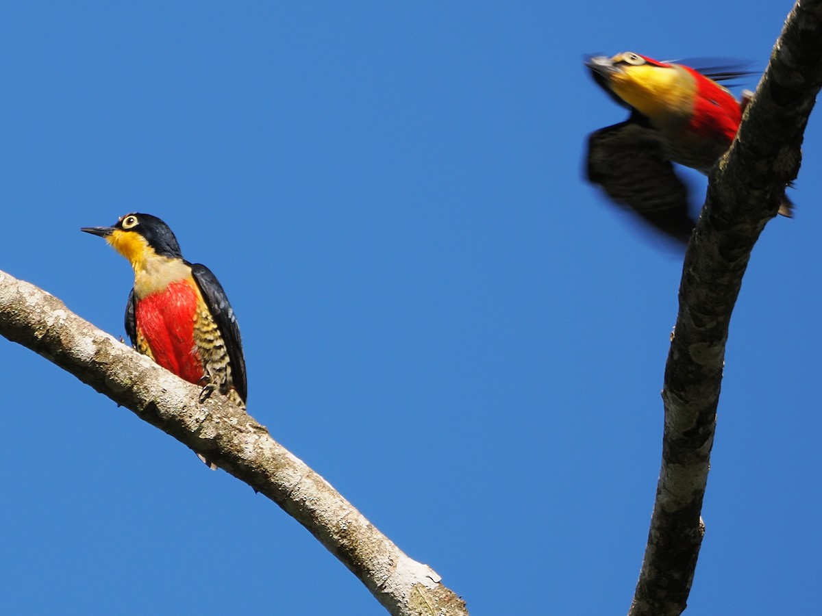 Yellow-fronted Woodpecker - ML640408987