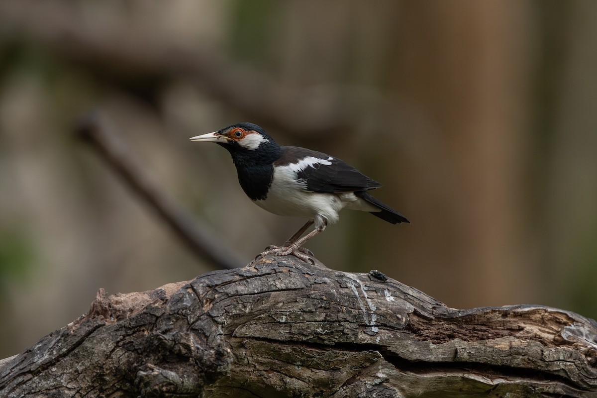 Javan Pied Starling - ML640408995