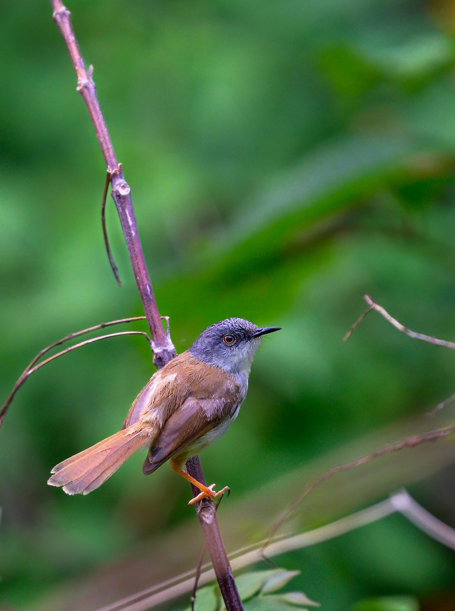 Gray-crowned Prinia - ML640409005