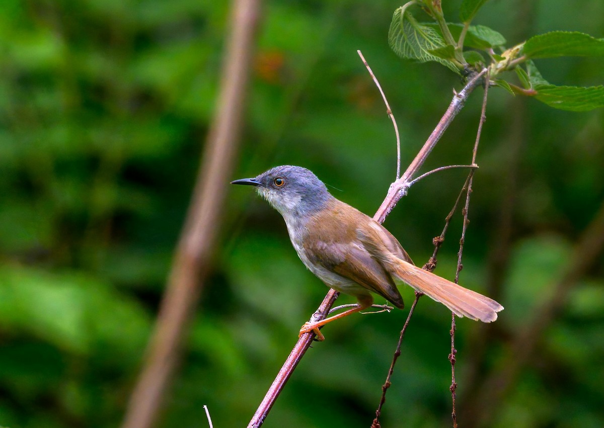 Gray-crowned Prinia - ML640409006