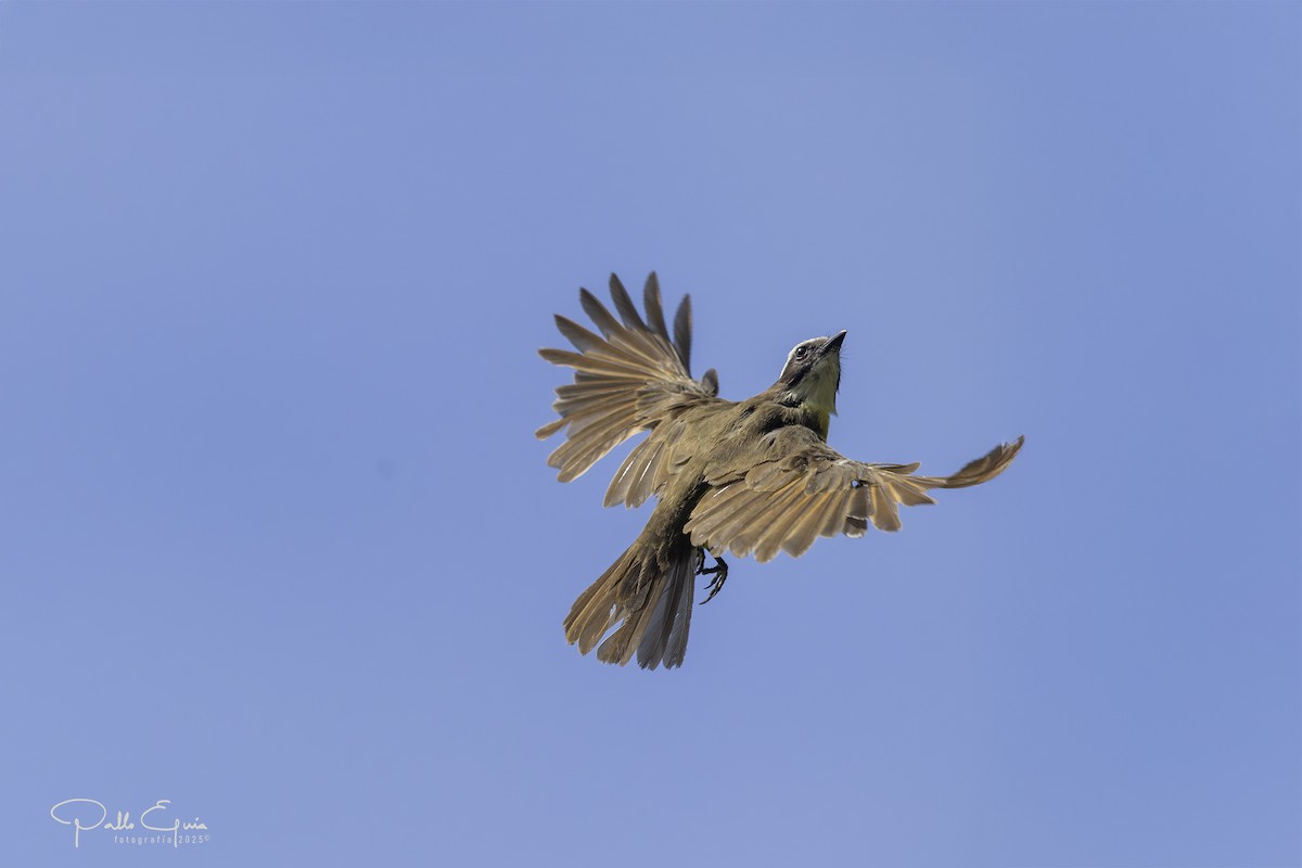 Rusty-margined Flycatcher - ML640409012