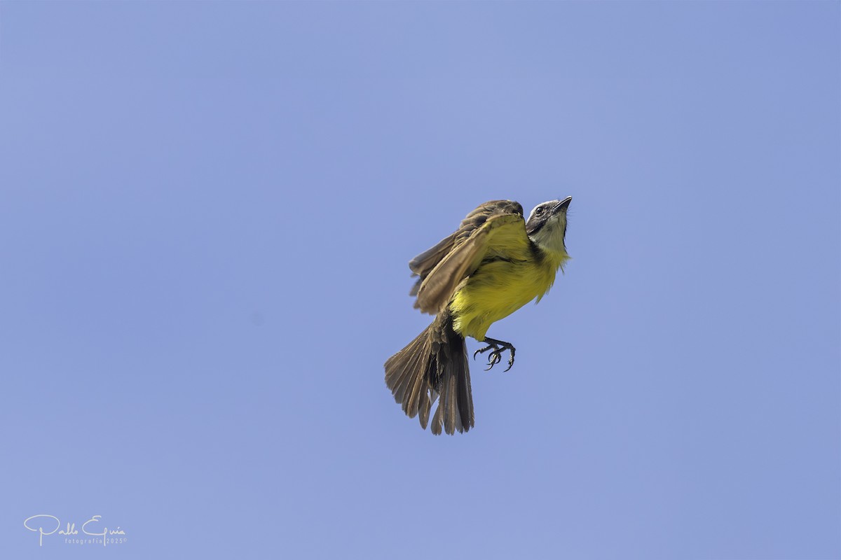 Rusty-margined Flycatcher - ML640409013
