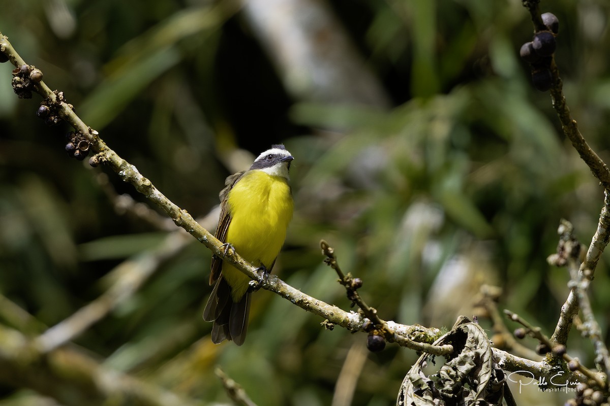 Rusty-margined Flycatcher - ML640409014