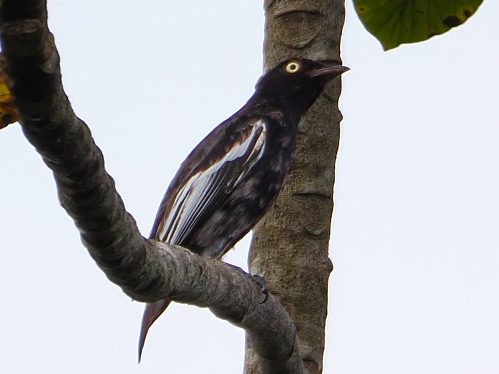 White-winged Cotinga - ML640409015