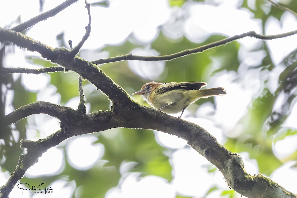 Rufous-naped Greenlet - ML640409021