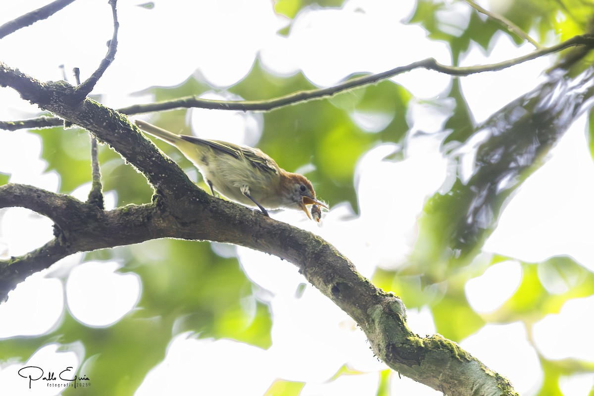 Rufous-naped Greenlet - ML640409022