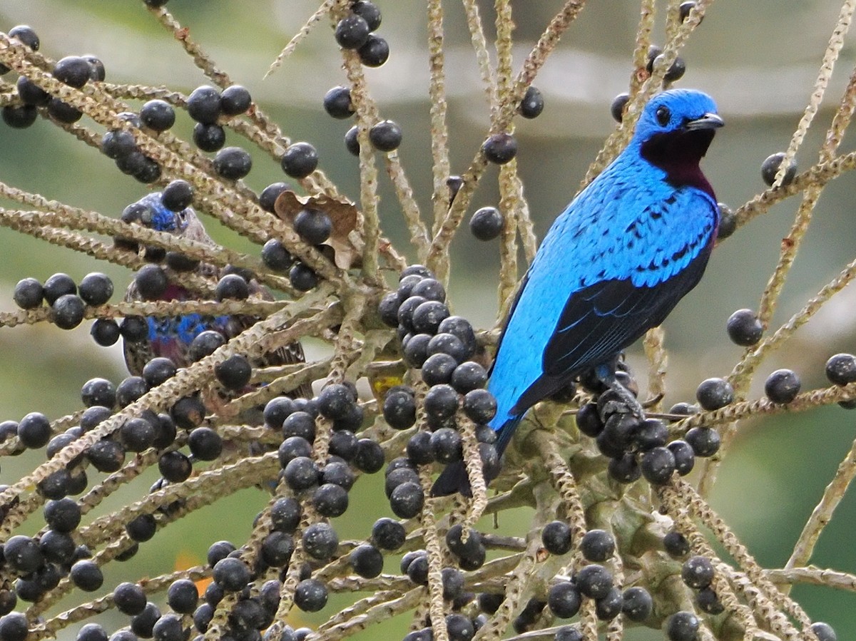 Banded Cotinga - ML640409027