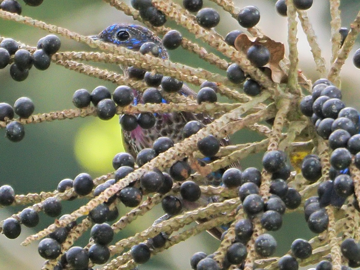 Banded Cotinga - ML640409029
