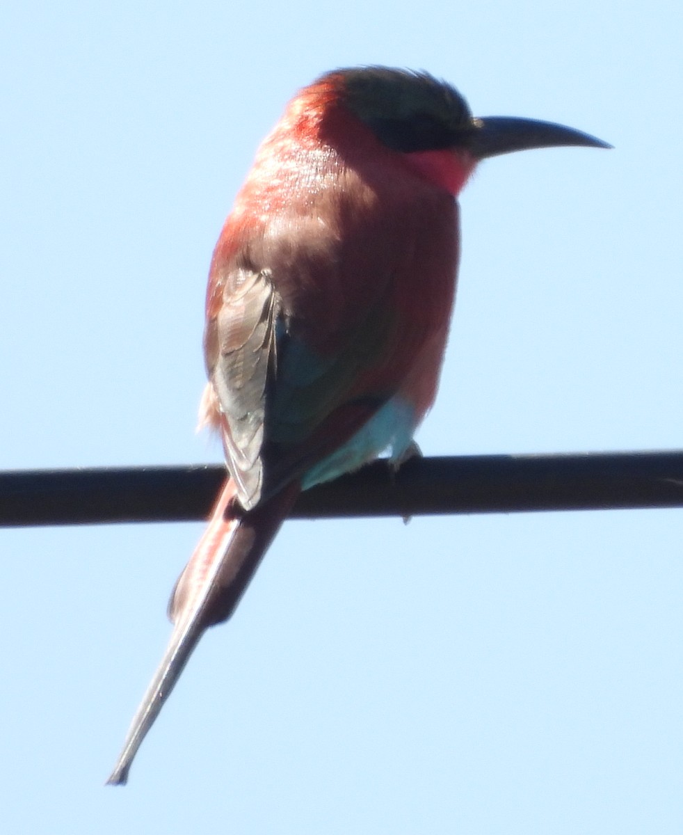 Southern Carmine Bee-eater - ML640409055