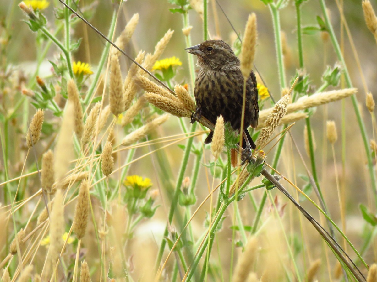 Tricolored Blackbird - ML640409095