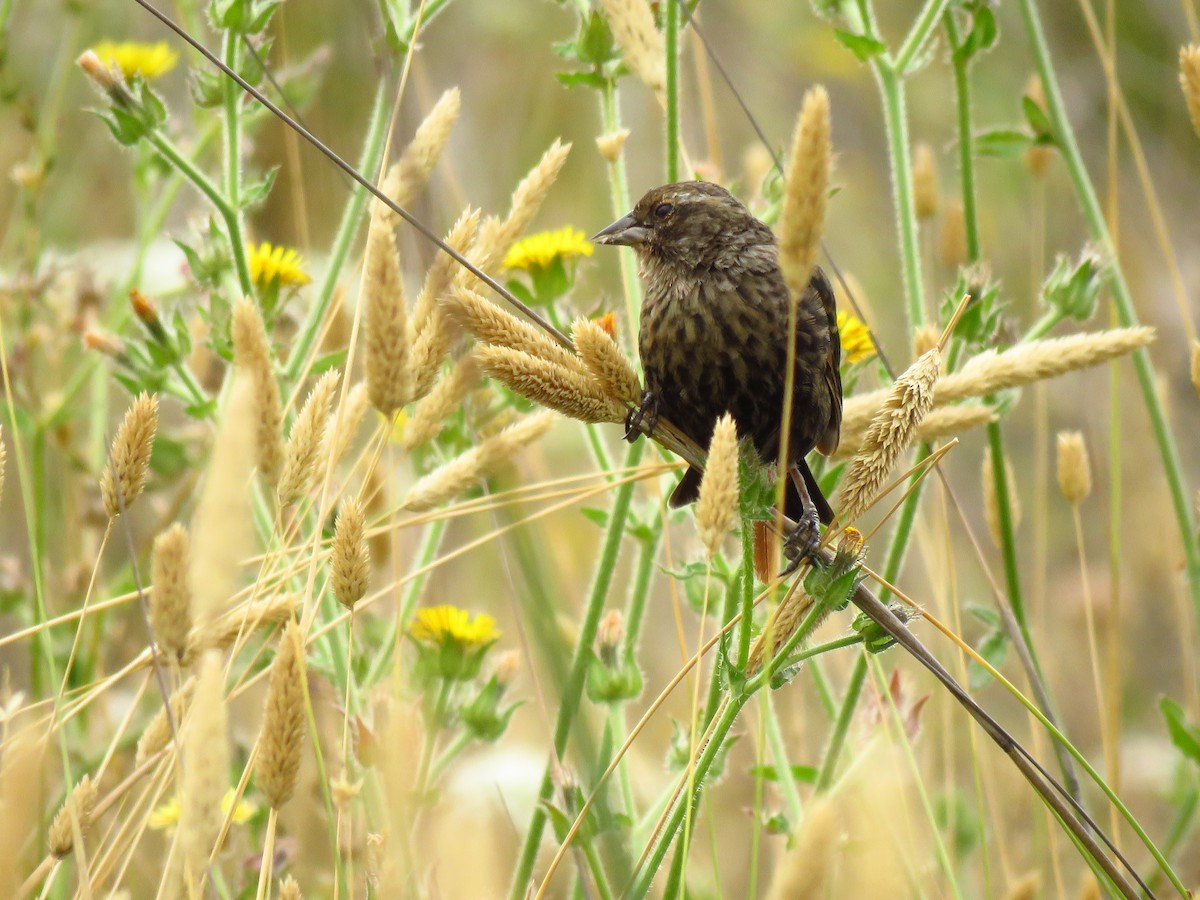 Tricolored Blackbird - ML640409096