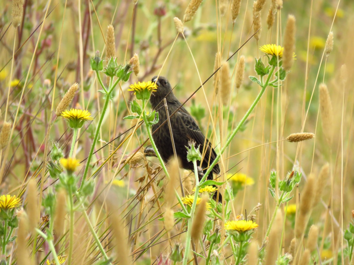Tricolored Blackbird - ML640409101