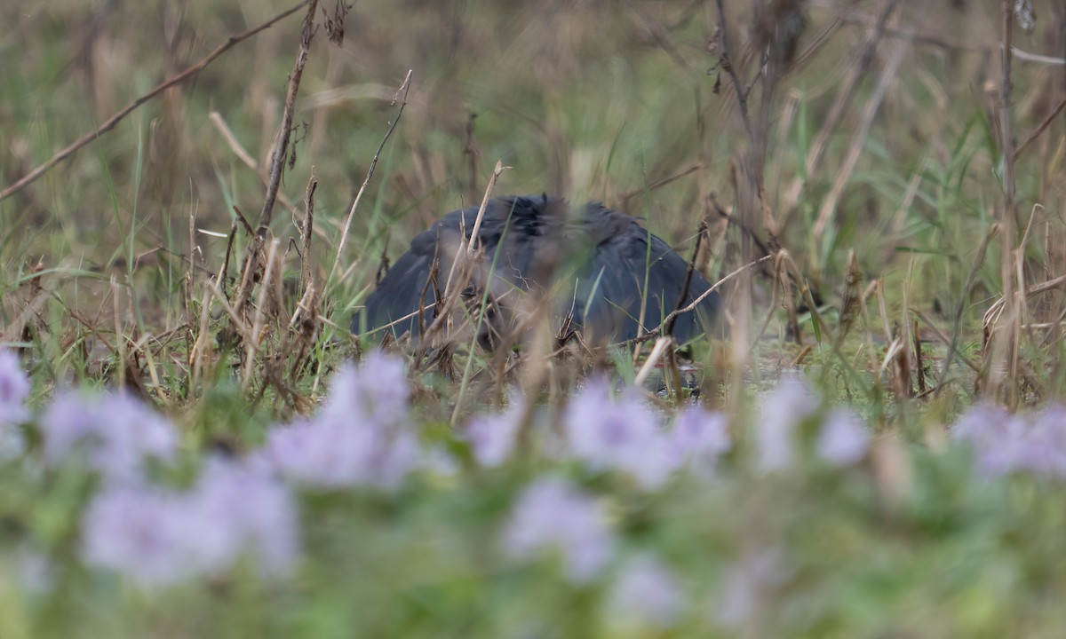 Black Heron - ML640409122