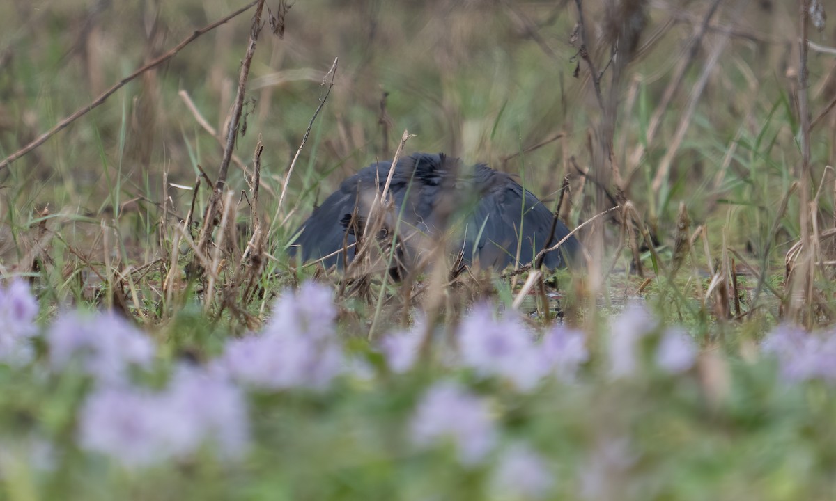 Black Heron - ML640409123