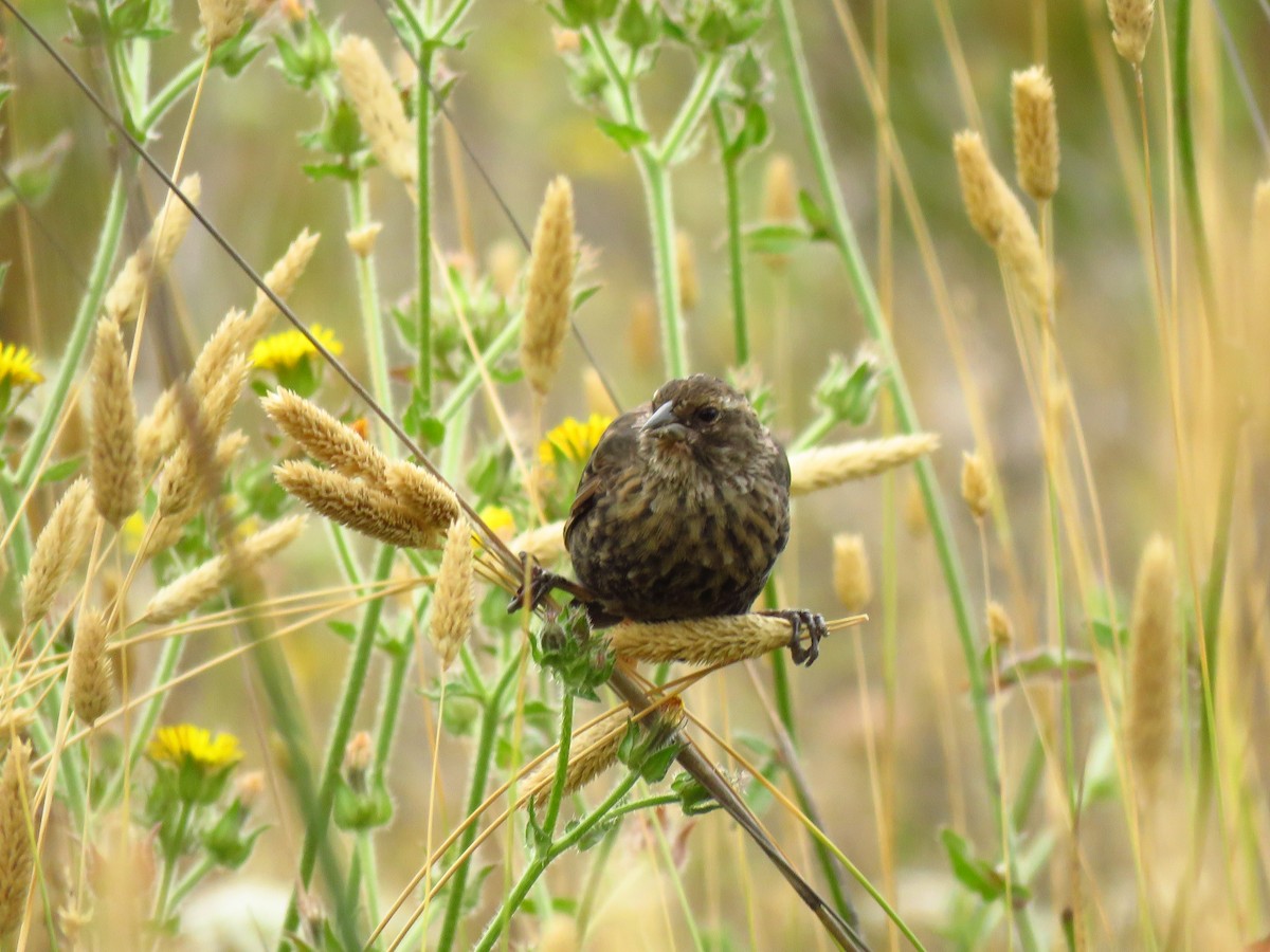 Tricolored Blackbird - ML640409124