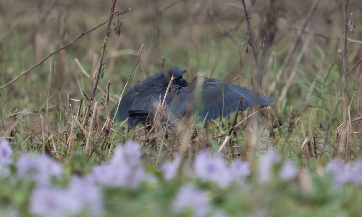 Black Heron - ML640409125