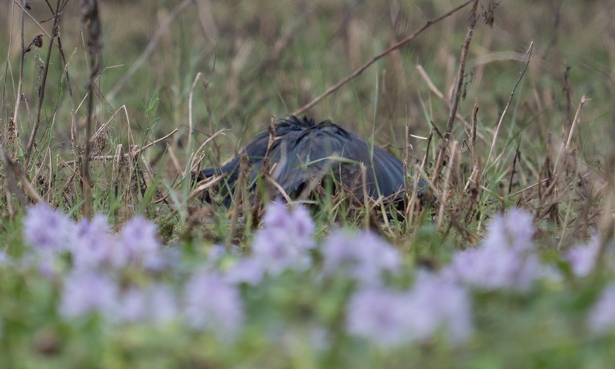Black Heron - ML640409126