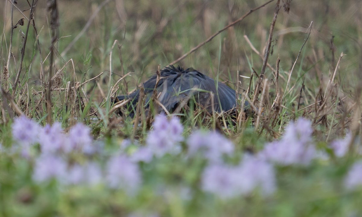Black Heron - ML640409127
