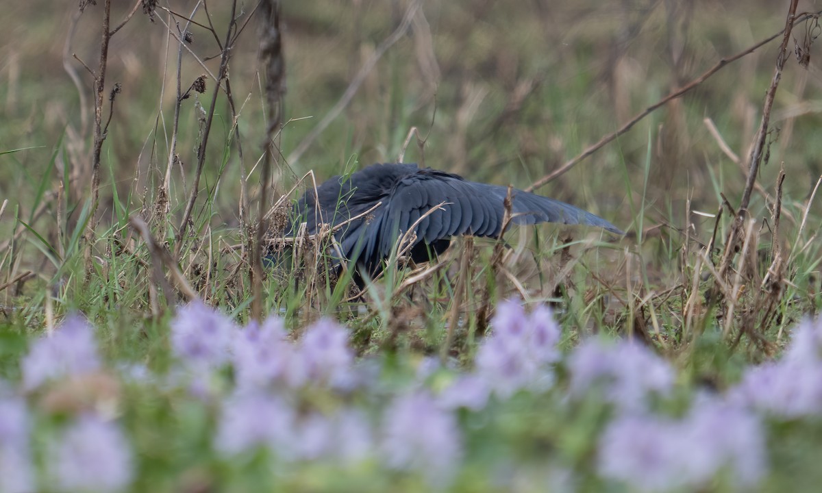 Black Heron - ML640409129
