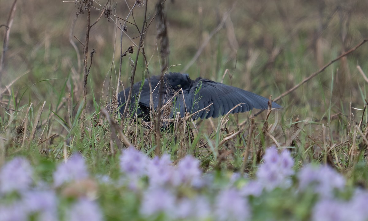Black Heron - ML640409130