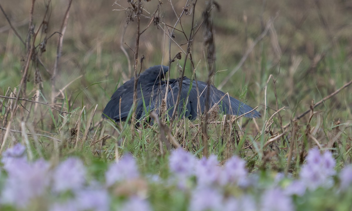 Black Heron - ML640409131