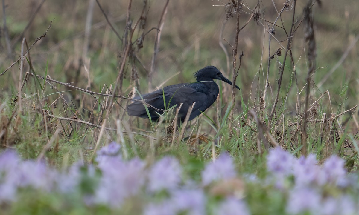 Black Heron - ML640409132