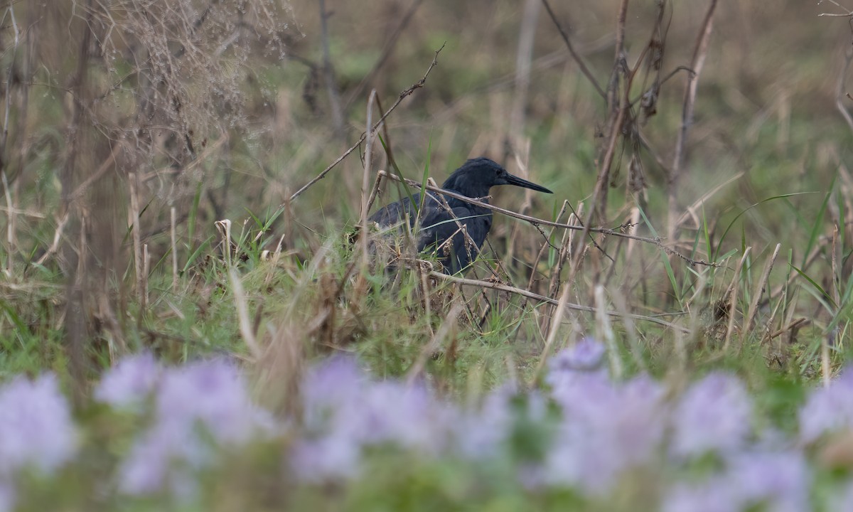 Black Heron - ML640409133