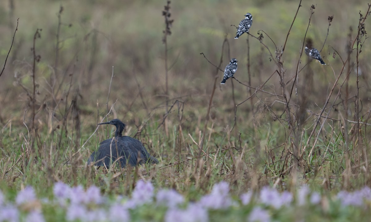 Black Heron - ML640409134
