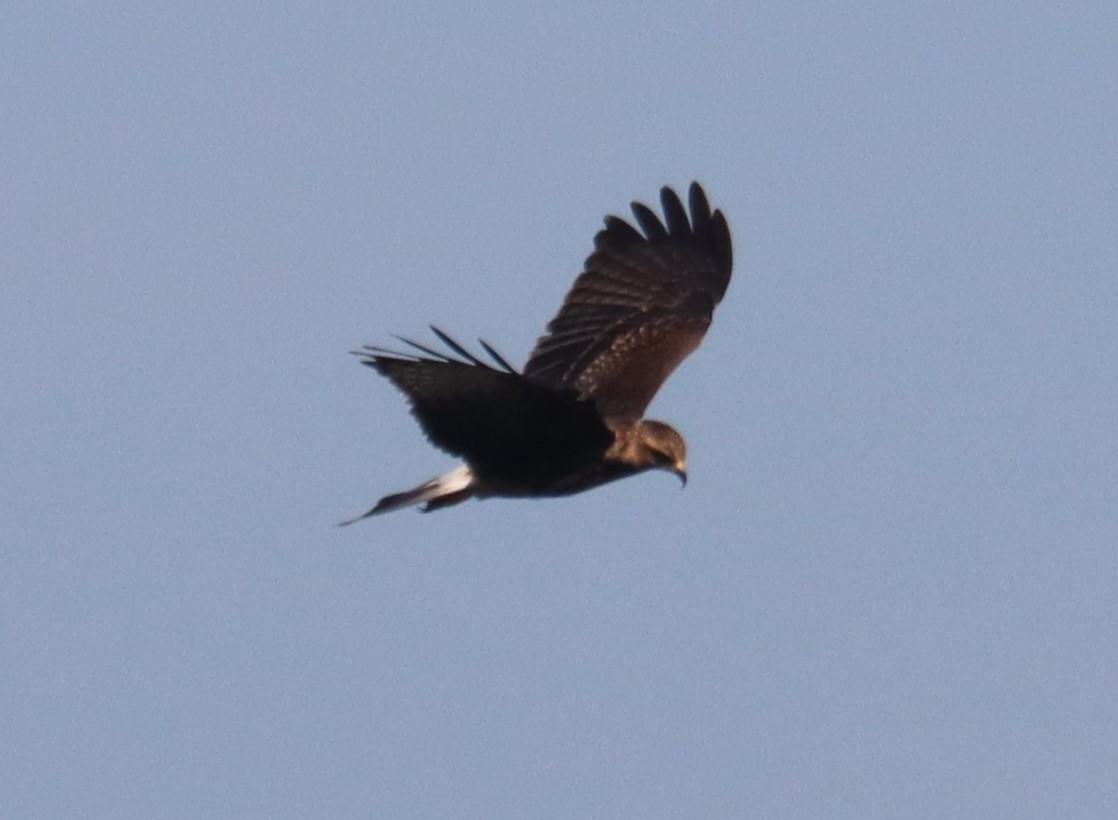 Snail Kite - ML640409140