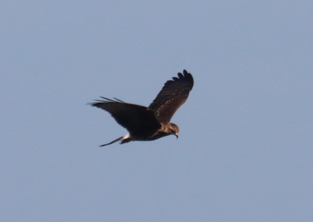 Snail Kite - ML640409157